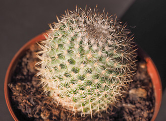 Image showing Cactus plant