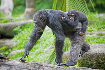 Image showing Common Chimpanzee