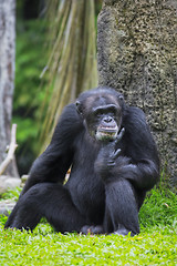 Image showing Common Chimpanzee