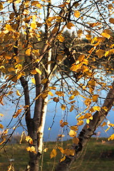 Image showing Autumn Leaves