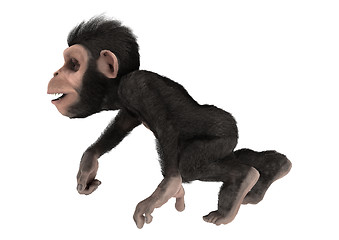 Image showing Little Chimpanzee