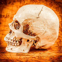 Image showing Human skull