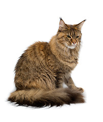 Image showing Cat breed Maine Coon sitting imperiously. Isolate on white.