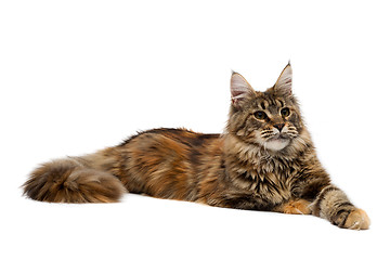 Image showing Cat breed Maine Coon is imperiously