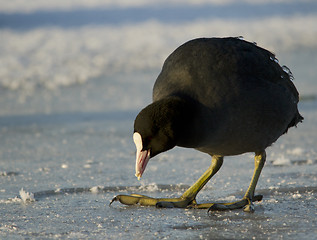 Image showing Common Coot on the ice