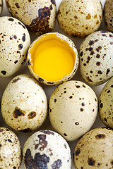 Image showing Colorful quail eggs.