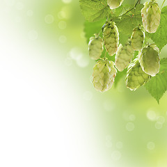 Image showing Bunch of hops.