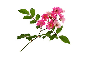 Image showing Flowering branch of roses.