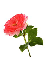 Image showing Full-blown rose flower. 