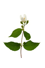 Image showing Sprig of flowering jasmine.