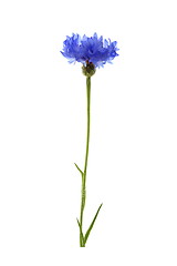 Image showing Blue cornflower meadow.
