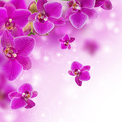 Image showing Floral background with pink orchid.