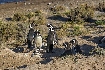 Image showing Magellanic penguin