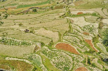 Image showing Terraced fields