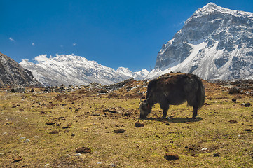 Image showing Kangchenjunga