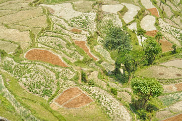 Image showing Terraced fields