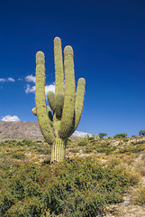 Image showing Cactus