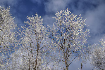 Image showing Frozen trees