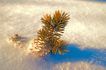 Image showing Little branch