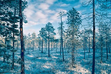 Image showing Trees at sunset