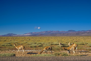 Image showing Guanaco lamas