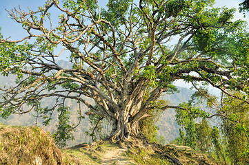Image showing Old tree 