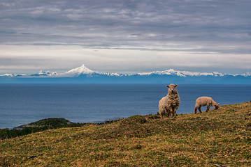 Image showing Sheep grazing