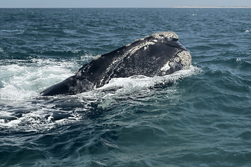 Image showing Whale