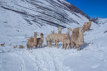 Image showing Herd of Llamas in Andes