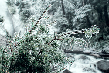 Image showing Frozen branch