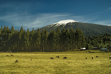 Image showing Sheep grazing