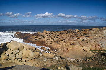 Image showing Sea lions in Cabo Polonio