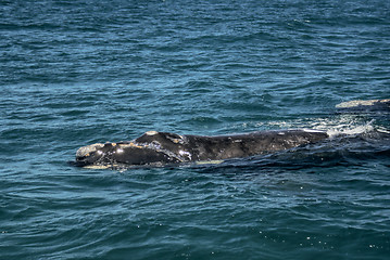 Image showing Whale