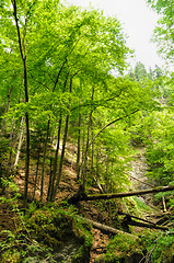 Image showing Slovak Paradise National Park