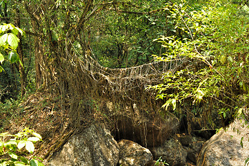 Image showing Old root bridge in India