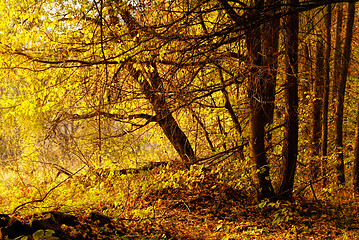 Image showing Autumn forest