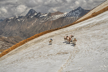 Image showing Mules in Himalayas