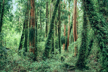 Image showing Parque Nacional Chiloe