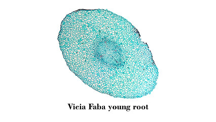 Image showing Vicia faba root micrograph