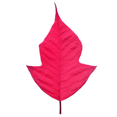 Image showing Poinsettia Christmas star leaf