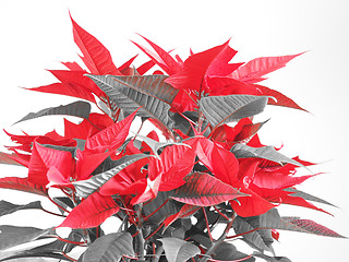 Image showing Poinsettia Christmas star