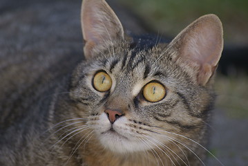 Image showing cat Ole- Einar