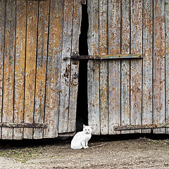 Image showing white cat sitting by a barn door 