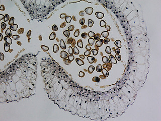 Image showing Lily anther micrograph