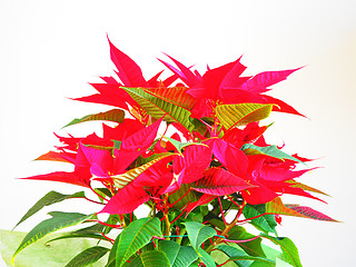 Image showing Poinsettia Christmas star