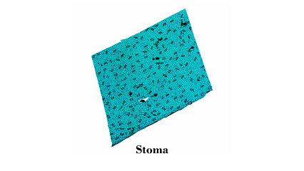 Image showing Stoma micrograph