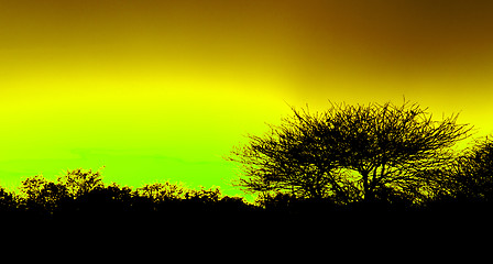 Image showing Picturesque tree and bushes silhouette