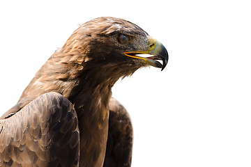 Image showing Wild golden eagle profile portrait isolated