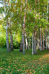 Image showing summer birch forest