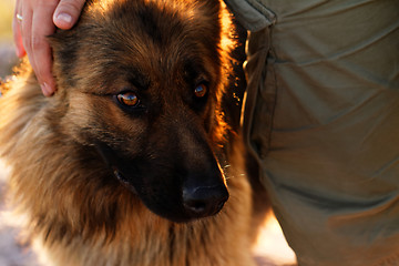 Image showing German shepherd dog